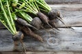 Imperfect organic round and long black radishes for authentic agriculture
