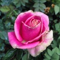 An imperfect pink rose