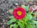 Imperfect red flower on dark soil background