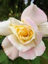 Imperfect Rose After A Summer Rain With Water Drops Royalty Free Stock Photo