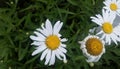 Imperfect white Daisies in sunshine from above with green foliage