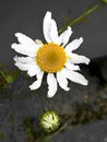 Imperfect white Daisy on a background of gray asphalt