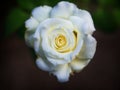 Imperfect White Rose