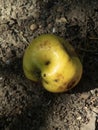 Imperfect Yellow Apple Fallen on Ground Royalty Free Stock Photo