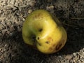 Imperfect Yellow Apple Fallen on Ground Royalty Free Stock Photo