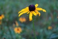 Yellow flower in summer garden