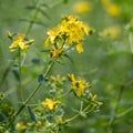 Imperforate St John`s-wort flowering in summertime Royalty Free Stock Photo