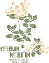 Hypericum maculatum flowers silhouette in color image vector illustration Royalty Free Stock Photo