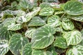 Imperia Begonia Begonia imperialis Begoniaceae lem. growing in the wild