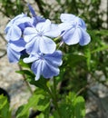 Imperial Blue Plumbago Flower In Bloom