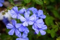 Imperial Blue Plumbago Flower Royalty Free Stock Photo