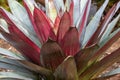 Imperial Bromeliad