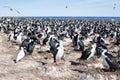 Imperial Cormorant Imperial Shag colony, Falkland Islands. Royalty Free Stock Photo