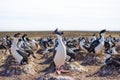 Imperial Cormorant Imperial Shag colony, Falkland Islands. Royalty Free Stock Photo