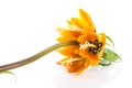 Imperial Crown (Fritillaria Imperialis) isolated on white background Royalty Free Stock Photo