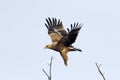 Imperial eagle, Aquila heliaca, Keoladeo National Park, Bharatpur, Rajasthan, India