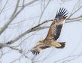 Imperial Eagle bird, looking proud, looking for food, rural Turkey Royalty Free Stock Photo