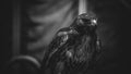 imperial eagle in black and white, beautiful and powerful bird o