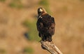 Imperial eagle observes its territory from a watchtower