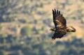 Imperial eagle over flies its territory Royalty Free Stock Photo