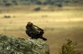 Imperial eagle poses on a rock Royalty Free Stock Photo