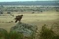 Imperial eagle poses on a rock Royalty Free Stock Photo