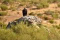 Imperial eagle Royalty Free Stock Photo