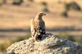 Imperial eagles Royalty Free Stock Photo