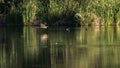 Imperial heron flying over lagoon at dawn Royalty Free Stock Photo