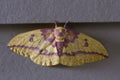 Imperial Moth Royalty Free Stock Photo
