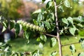 Imperial Moth caterpillar on a branch / Selective focus green caterpillar on brach