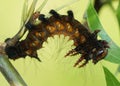 Imperial Moth caterpillar - Brown phase Royalty Free Stock Photo