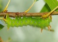 Imperial Moth caterpillar - Green phase Royalty Free Stock Photo