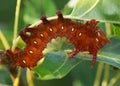 Imperial Moth caterpillar - Orange cinnamon phase