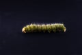 Imperial moth caterpillar with shallow depth of field/ Isolated Green Caterpillar on black background Royalty Free Stock Photo