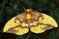 Imperial Moth (Eacles imperialis) Royalty Free Stock Photo