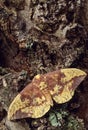 Imperial Moth (Eacles imperialis)