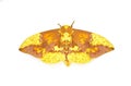 Imperial moth - Eacles imperialis - a very large yellow red orange brown purple colored giant silk moth with high variation in Royalty Free Stock Photo