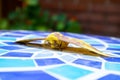 Imperial Moth on Mosaic Table