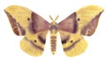 Imperial Moth watercolor illustration isolated on white