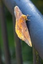 Imperial moth (Eacles imperialis) on a metal fence in closeup Royalty Free Stock Photo