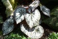 Imperial Painted-leaf Begonia Begonia imperialis Begoniaceae lem. growing in the wild