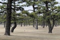 Imperial Palace Garden, Tokyo, Japan