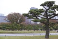 Imperial Palace Outer Garden Royalty Free Stock Photo