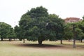 Imperial Palace Outer Garden Royalty Free Stock Photo