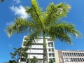 Imperial palm tree grew in the middle of the square and shows its majesty in front of a building with trees in the background.