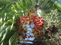 imperial palm tree with its large leaves showing its red fruits in the sun.