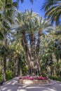 The Imperial Palm Tree Royalty Free Stock Photo