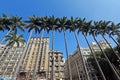 Imperial palm trees of the Se Square