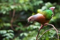 Imperial pigeon Royalty Free Stock Photo